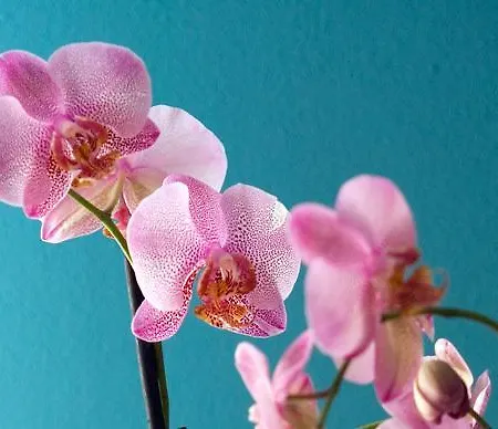 Bed & Breakfast La Gatta Bianca