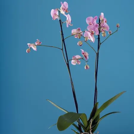 La Gatta Bianca Oliveri